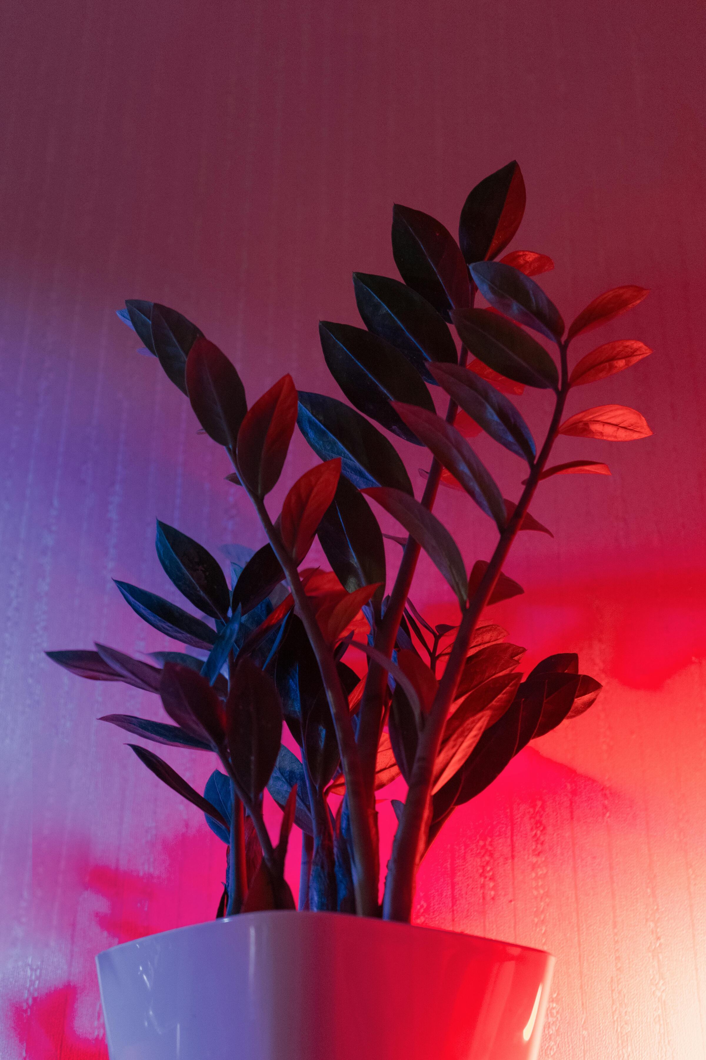 Plant N Craft