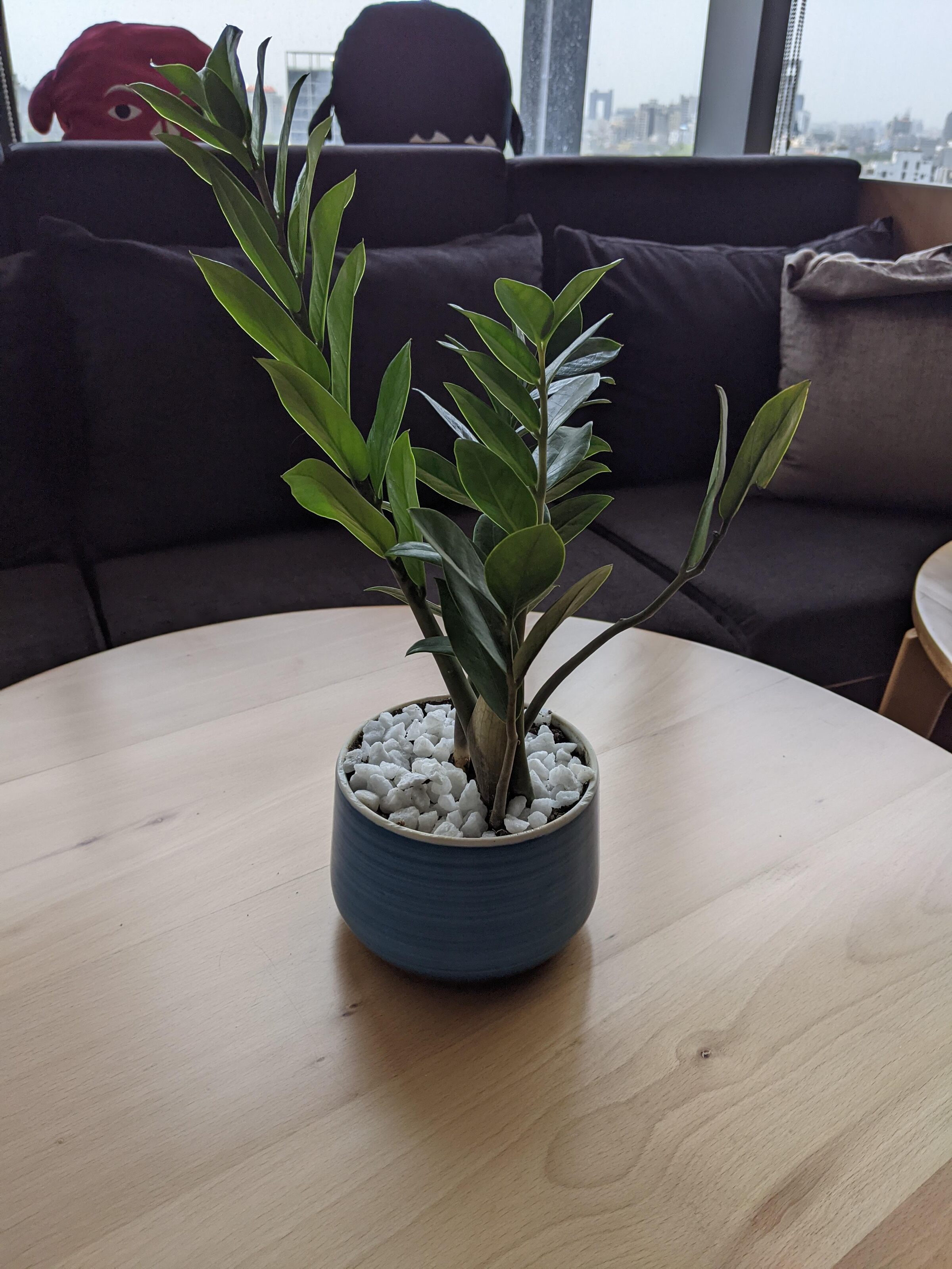 Plant N Craft