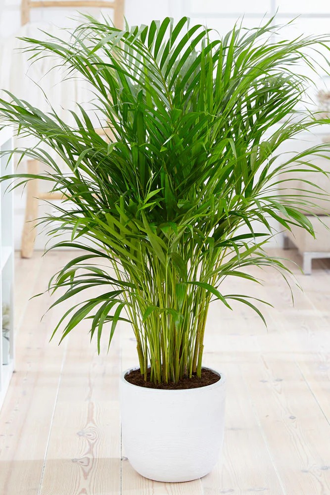 Plant N Craft
