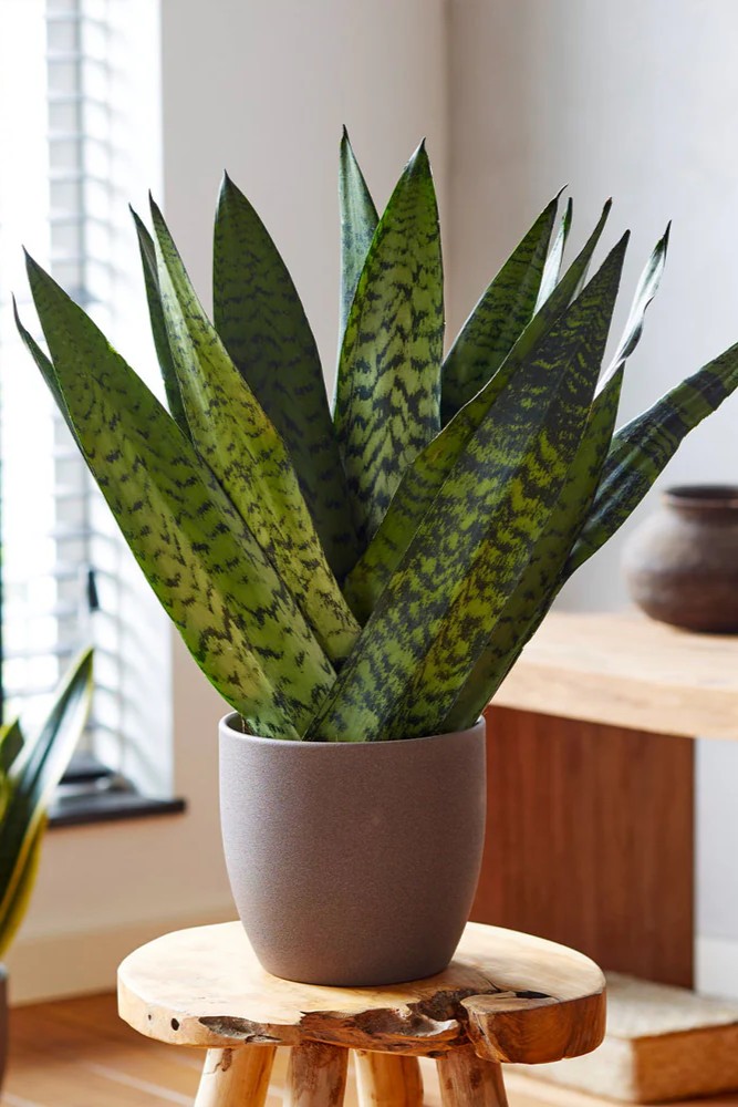 Plant N Craft