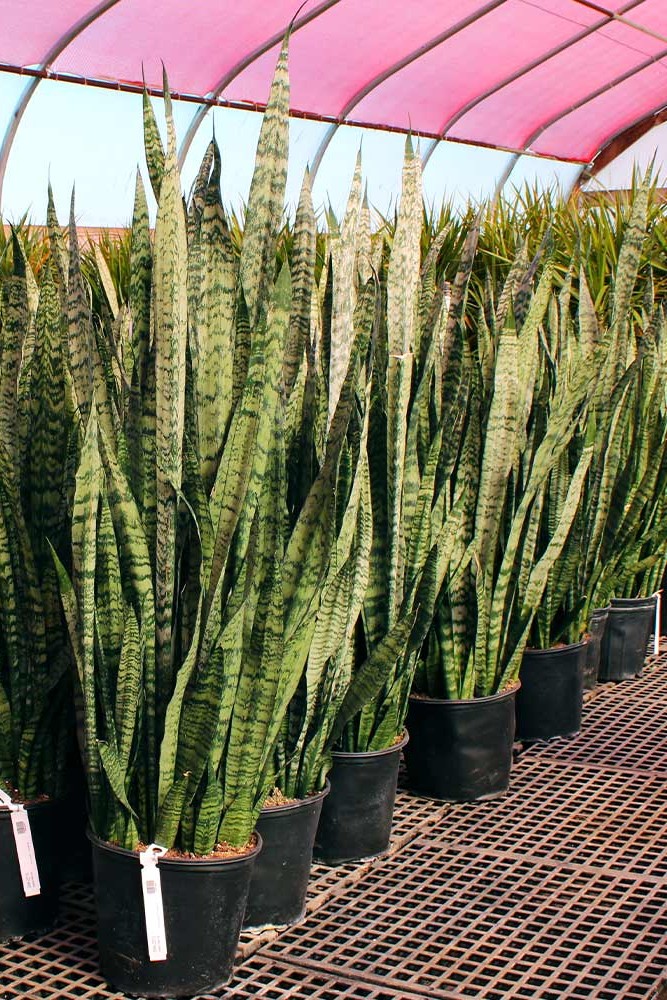 Plant N Craft
