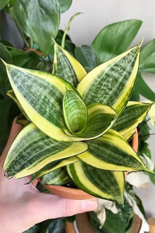 Plant N Craft