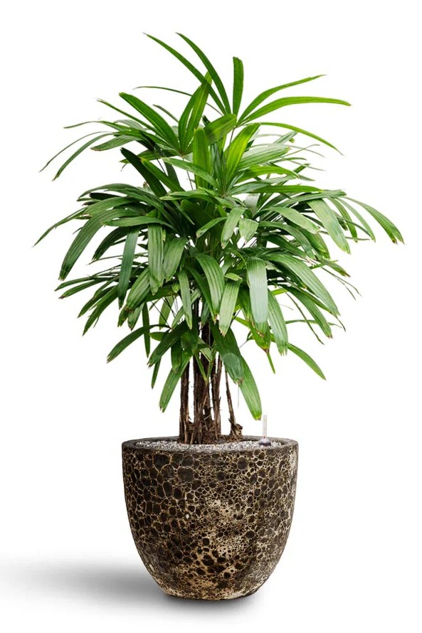 Plant N Craft