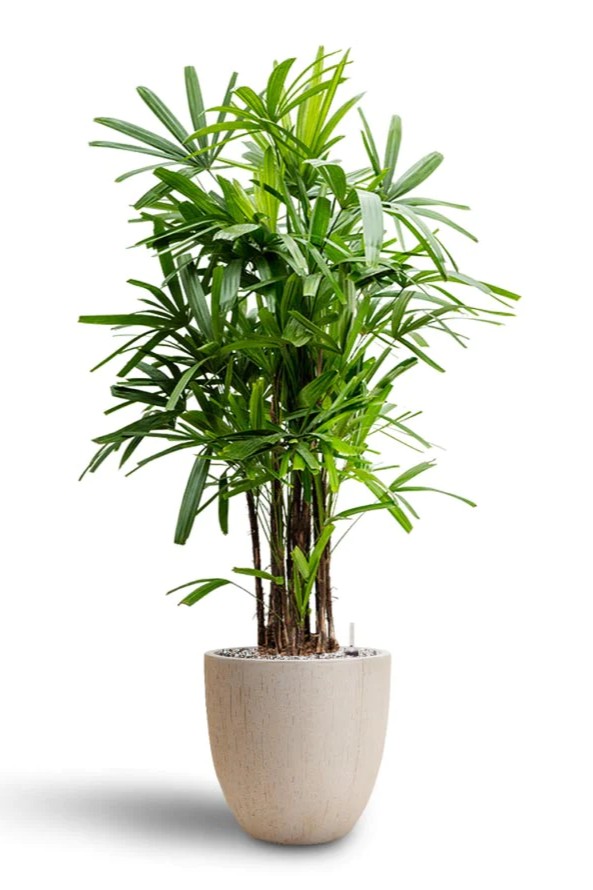 Plant N Craft
