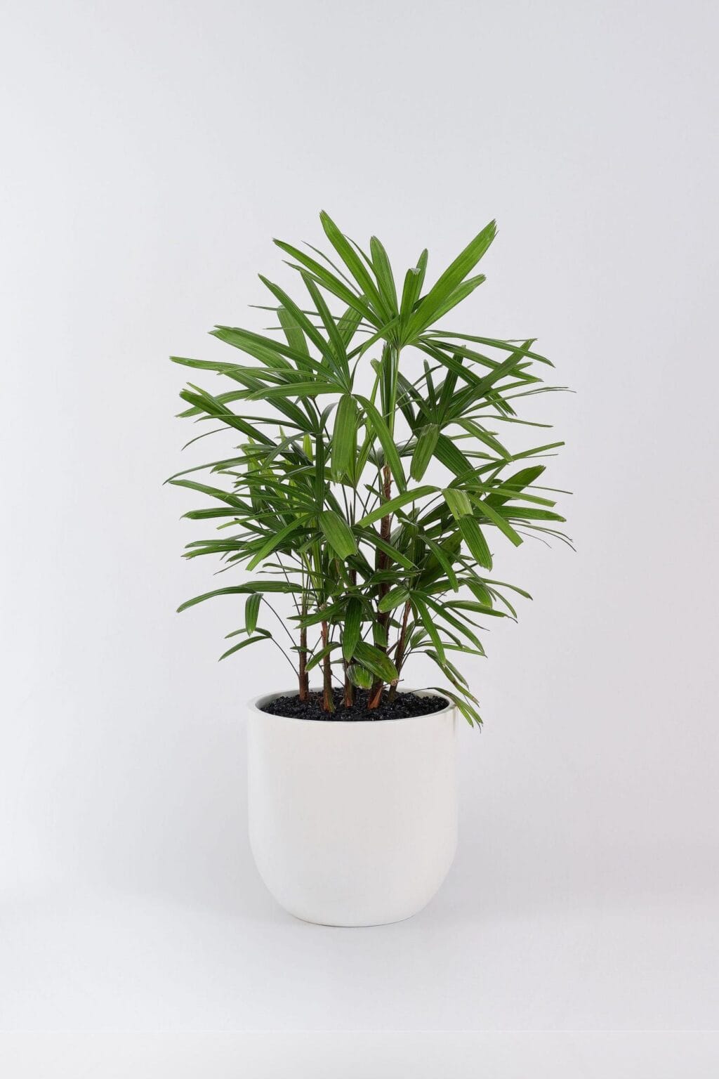 Plant N Craft