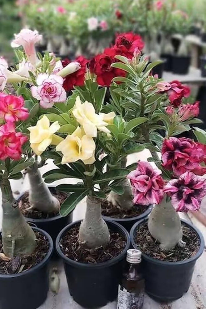 Plant N Craft
