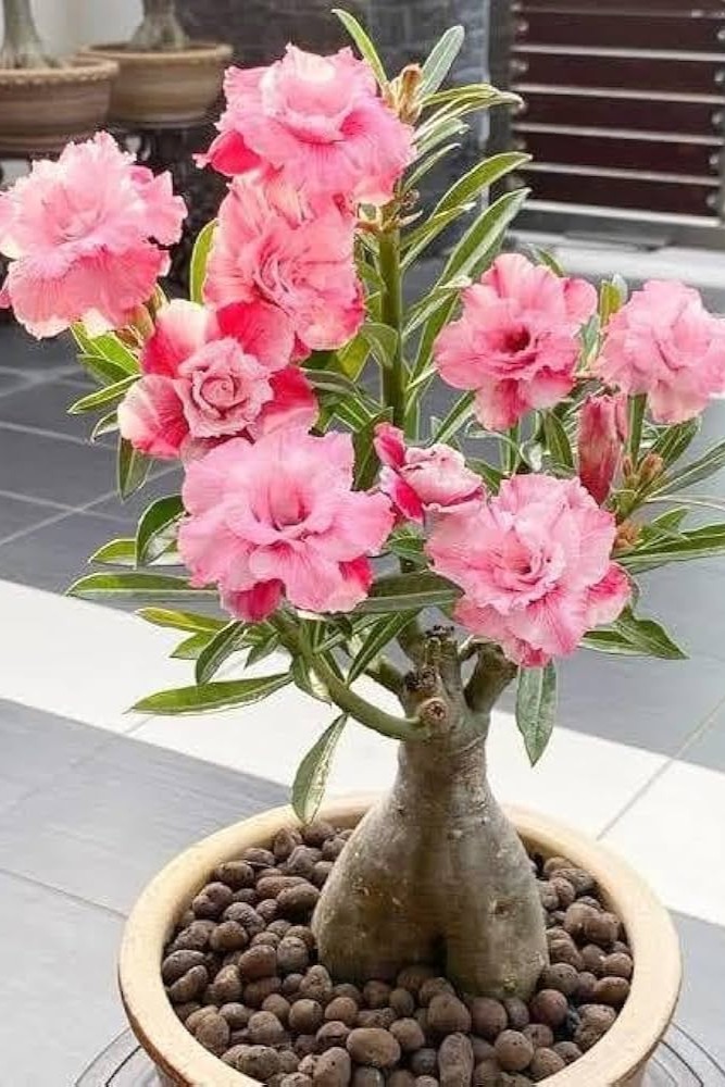 Plant N Craft