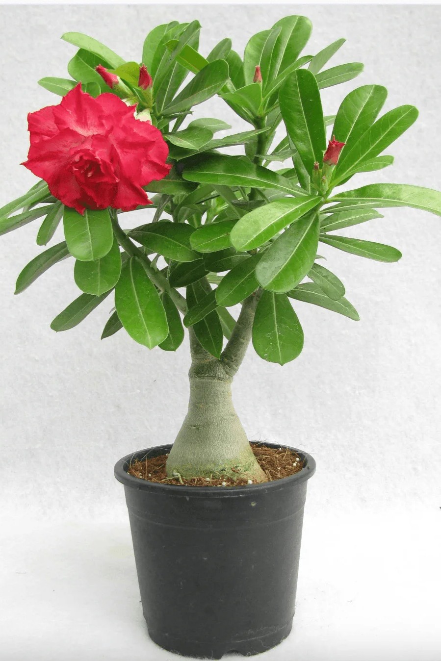 Plant N Craft