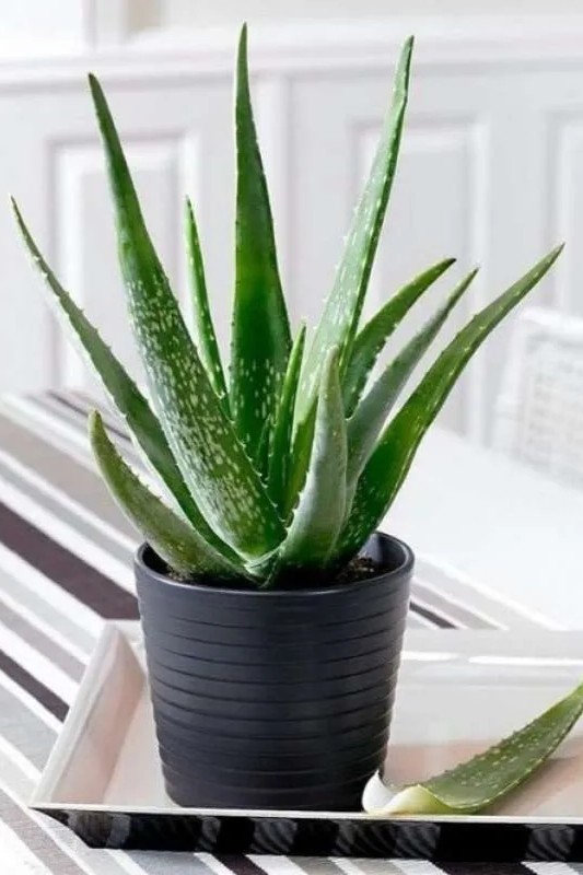 Plant N Craft