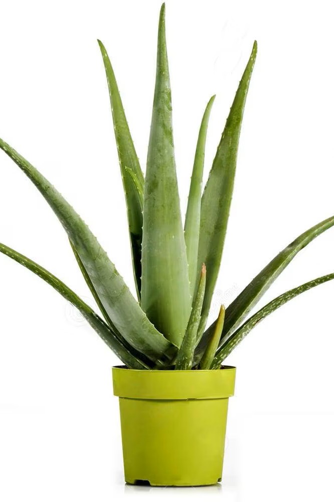 Plant N Craft