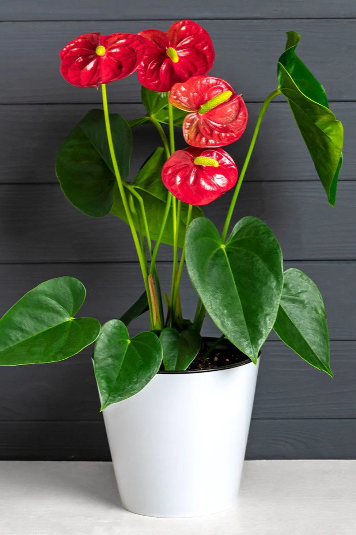 Plant N Craft