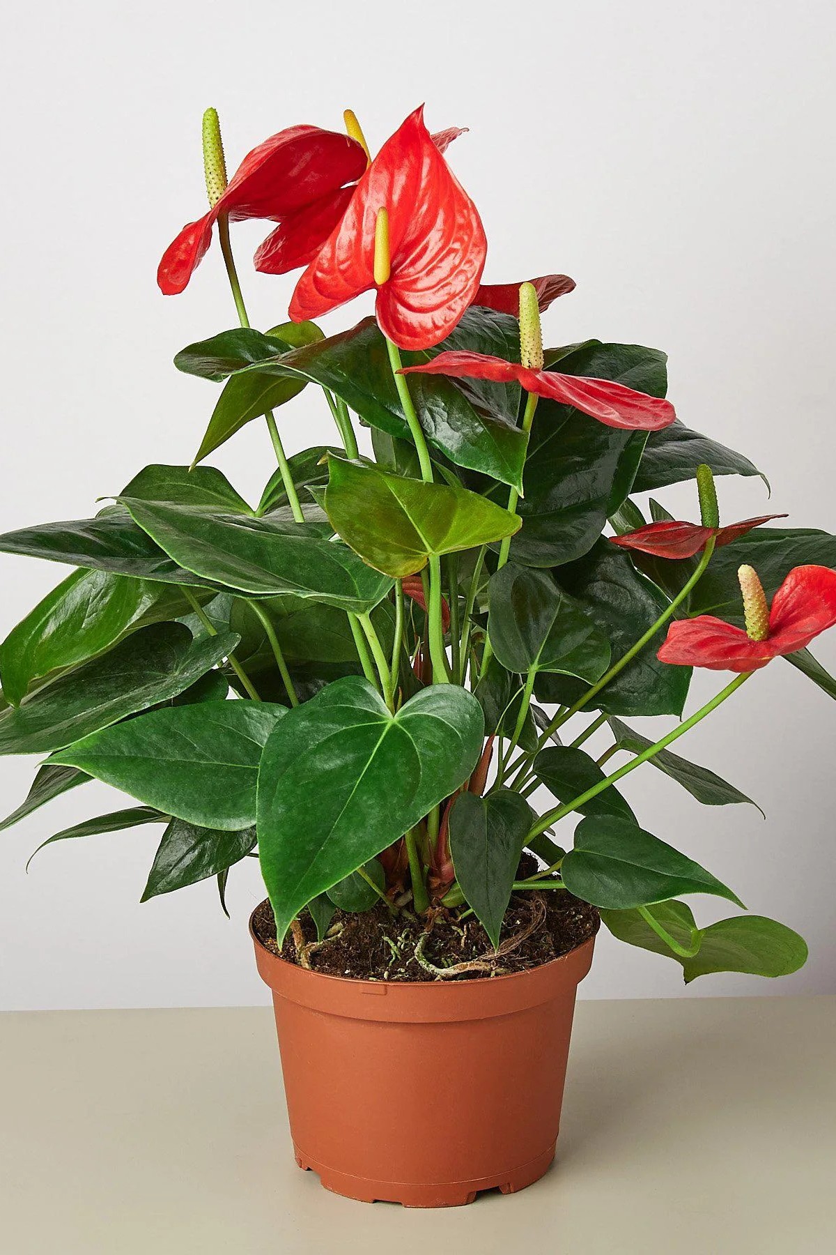 Plant N Craft