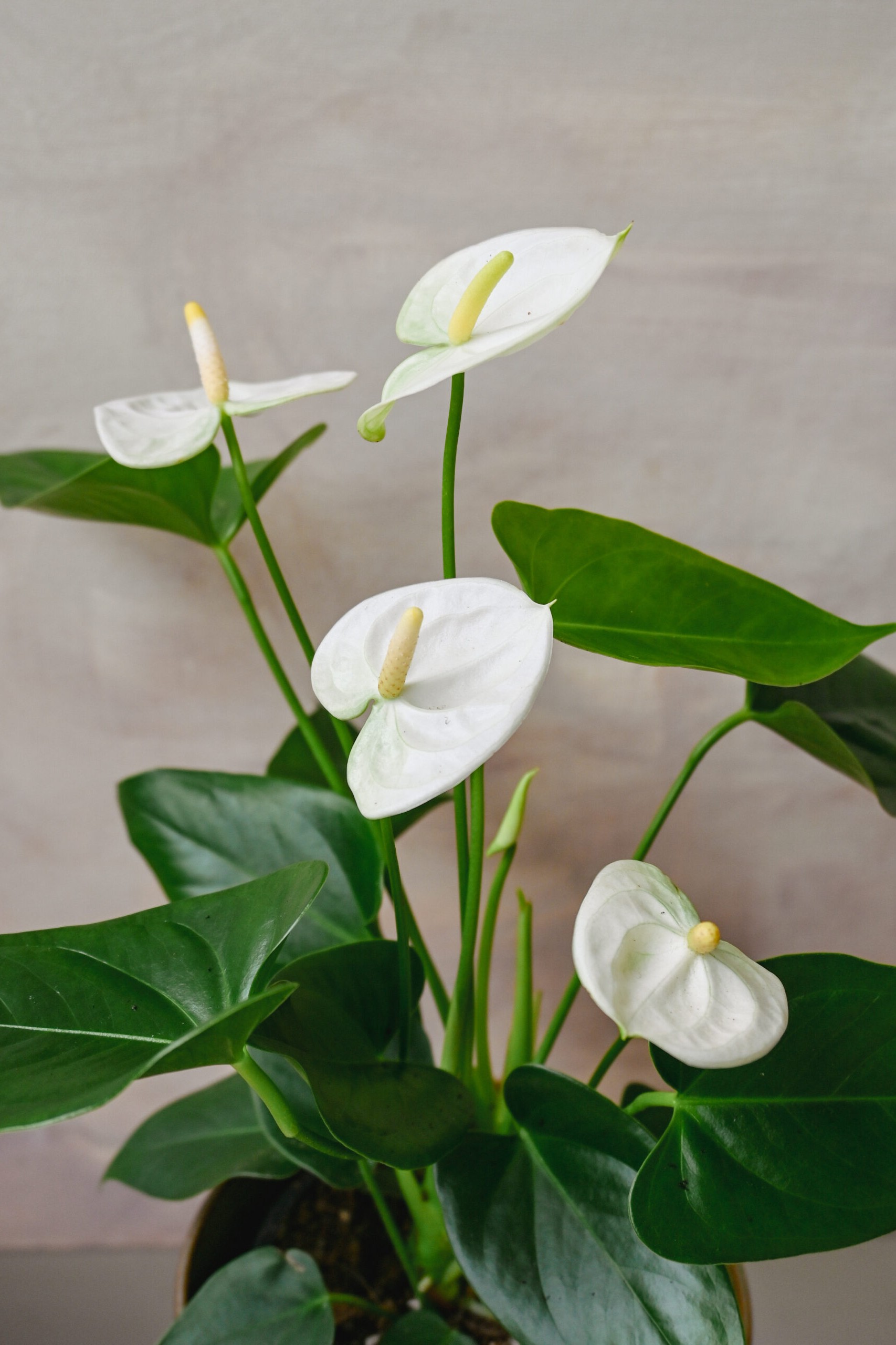 Plant N Craft