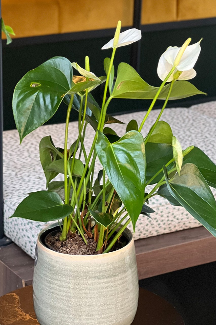 Plant N Craft