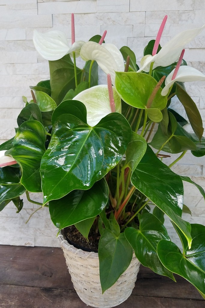 Plant N Craft