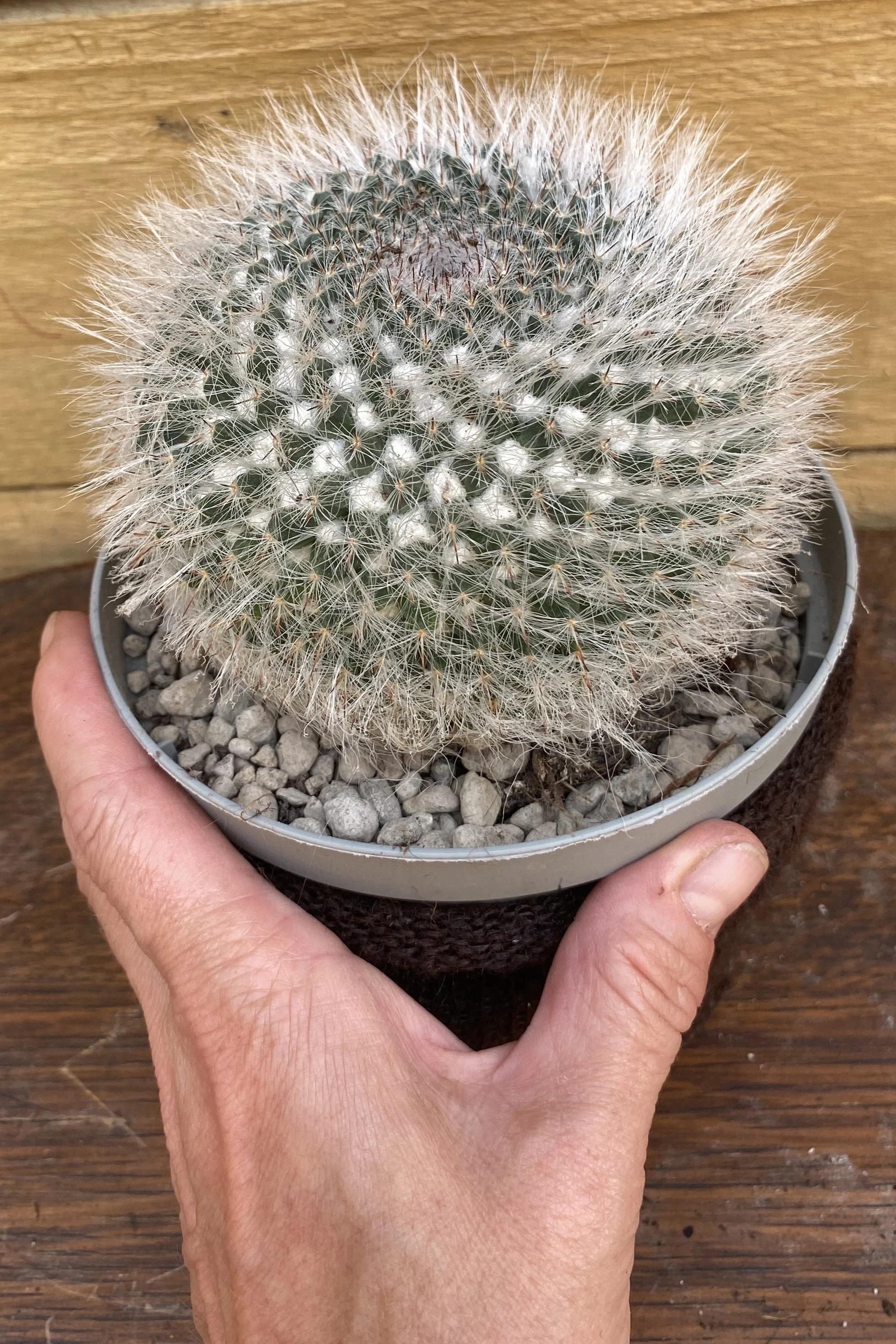 Plant N Craft
