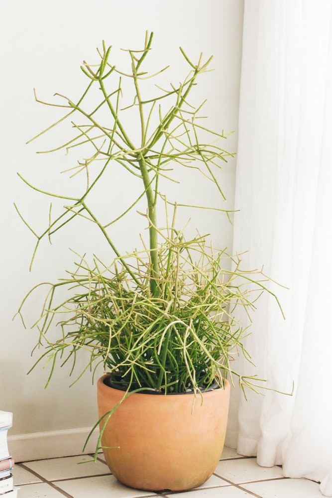 Plant N Craft