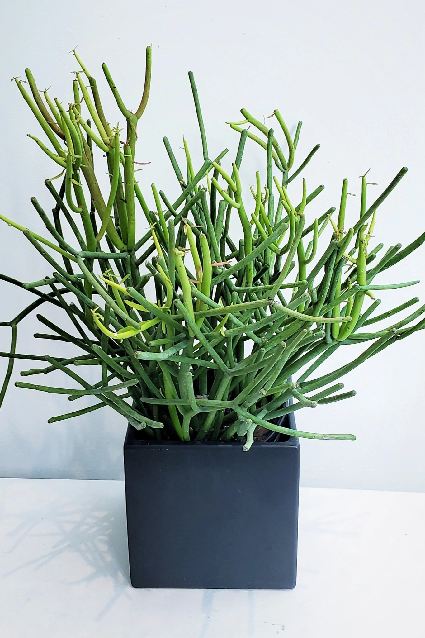 Plant N Craft