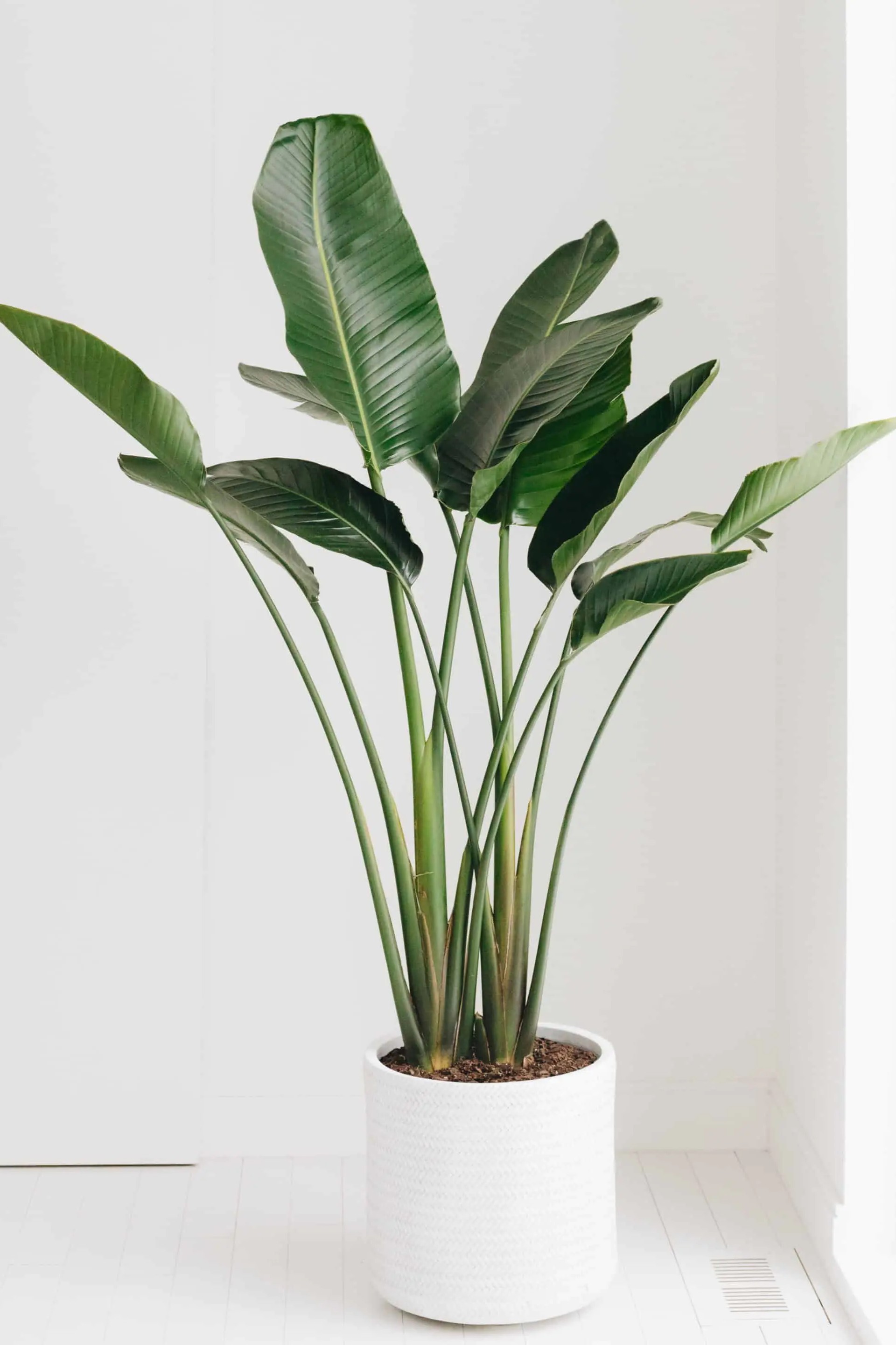 Plant N Craft