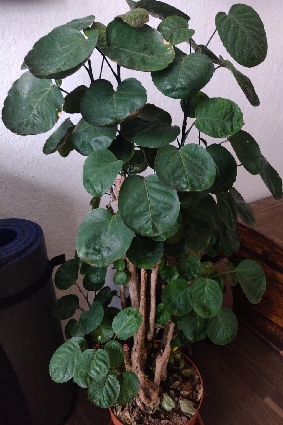 Plant N Craft