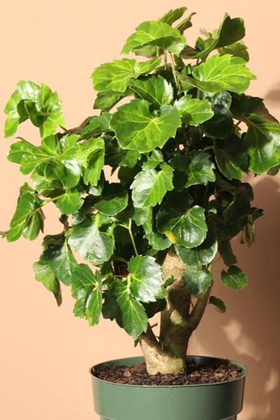 Plant N Craft