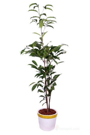 Plant N Craft