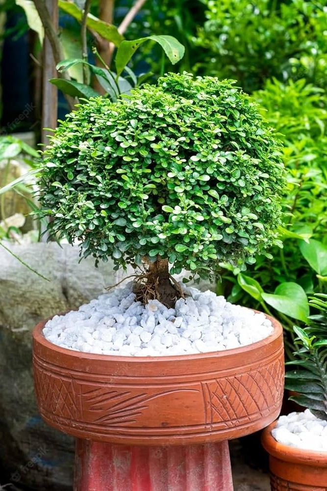 Plant N Craft