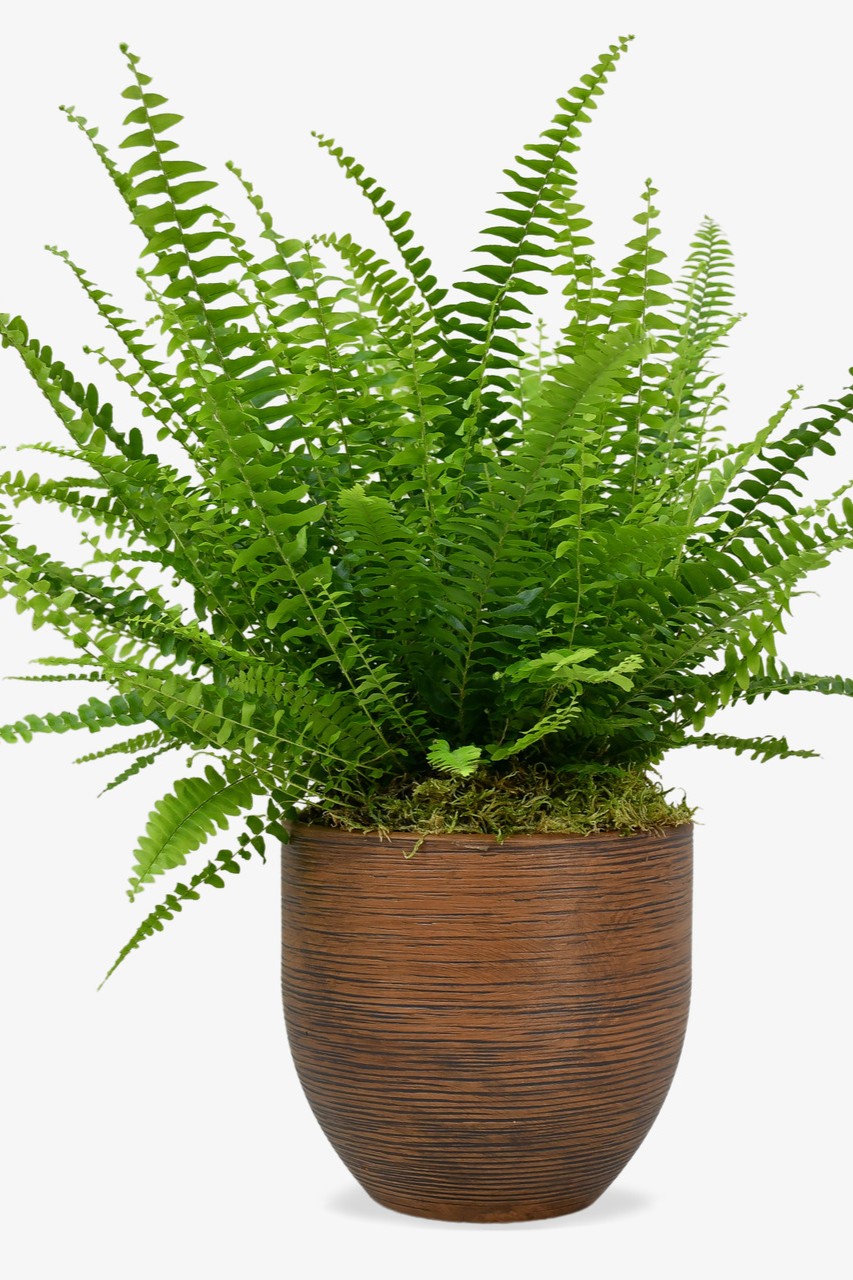 Plant N Craft