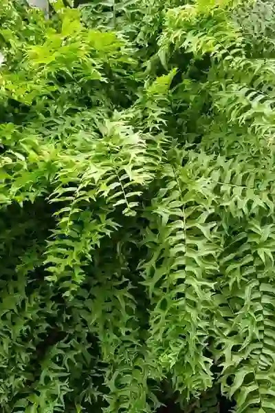 Plant N Craft