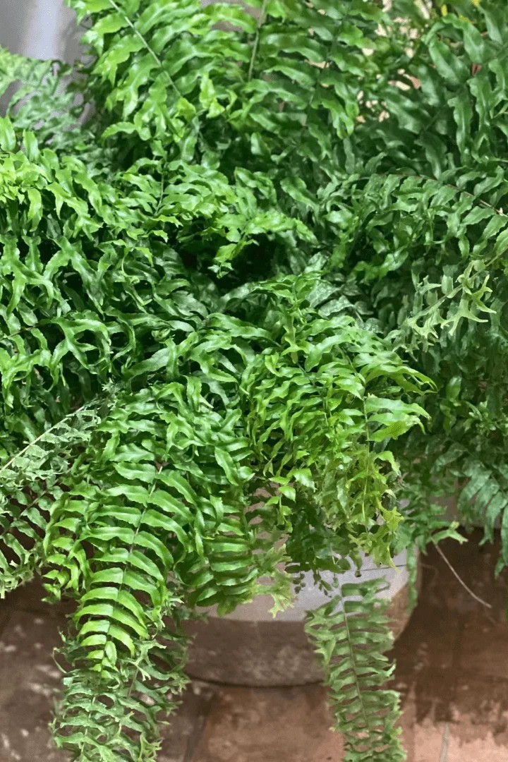 Plant N Craft