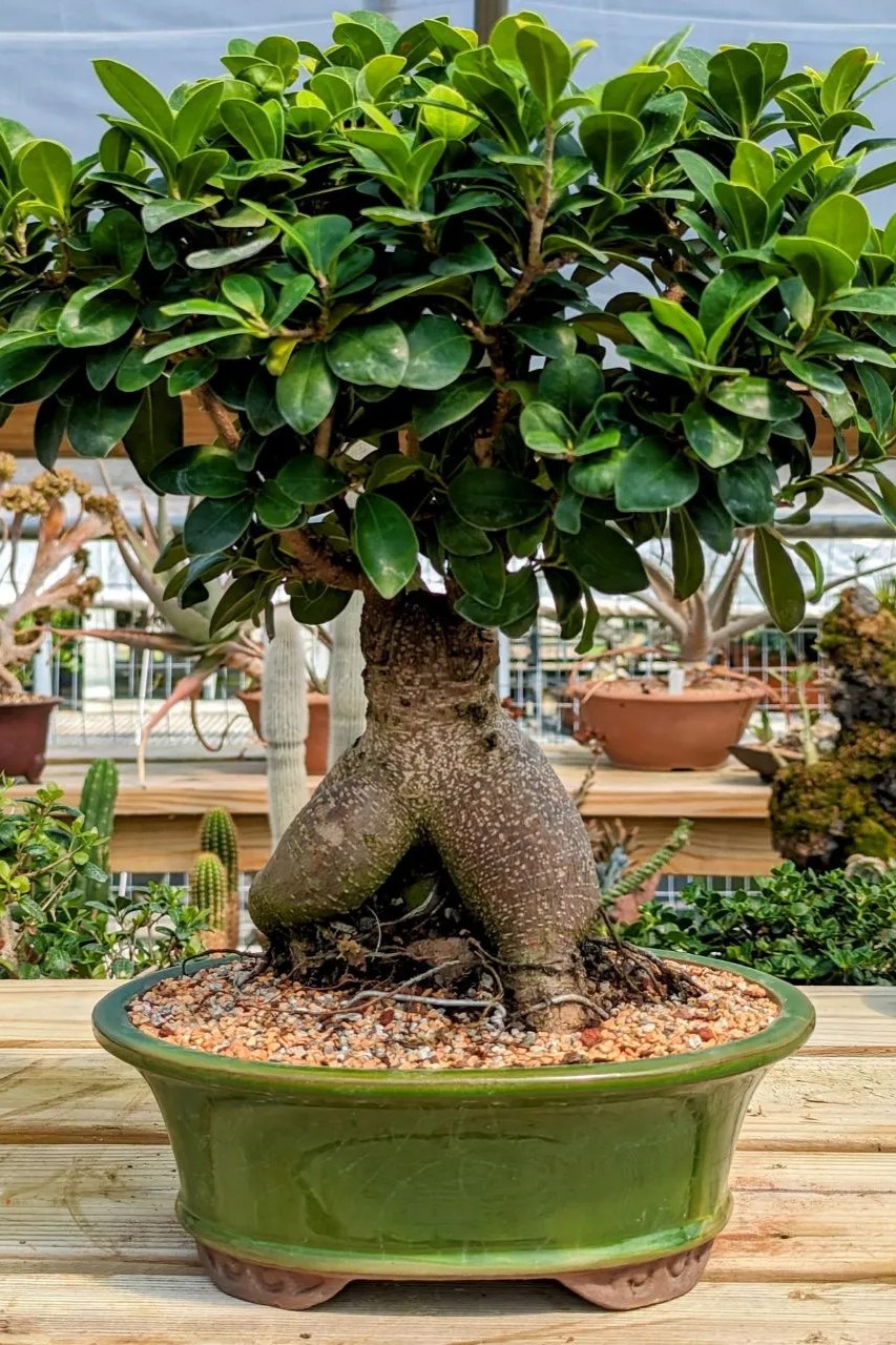 Plant N Craft