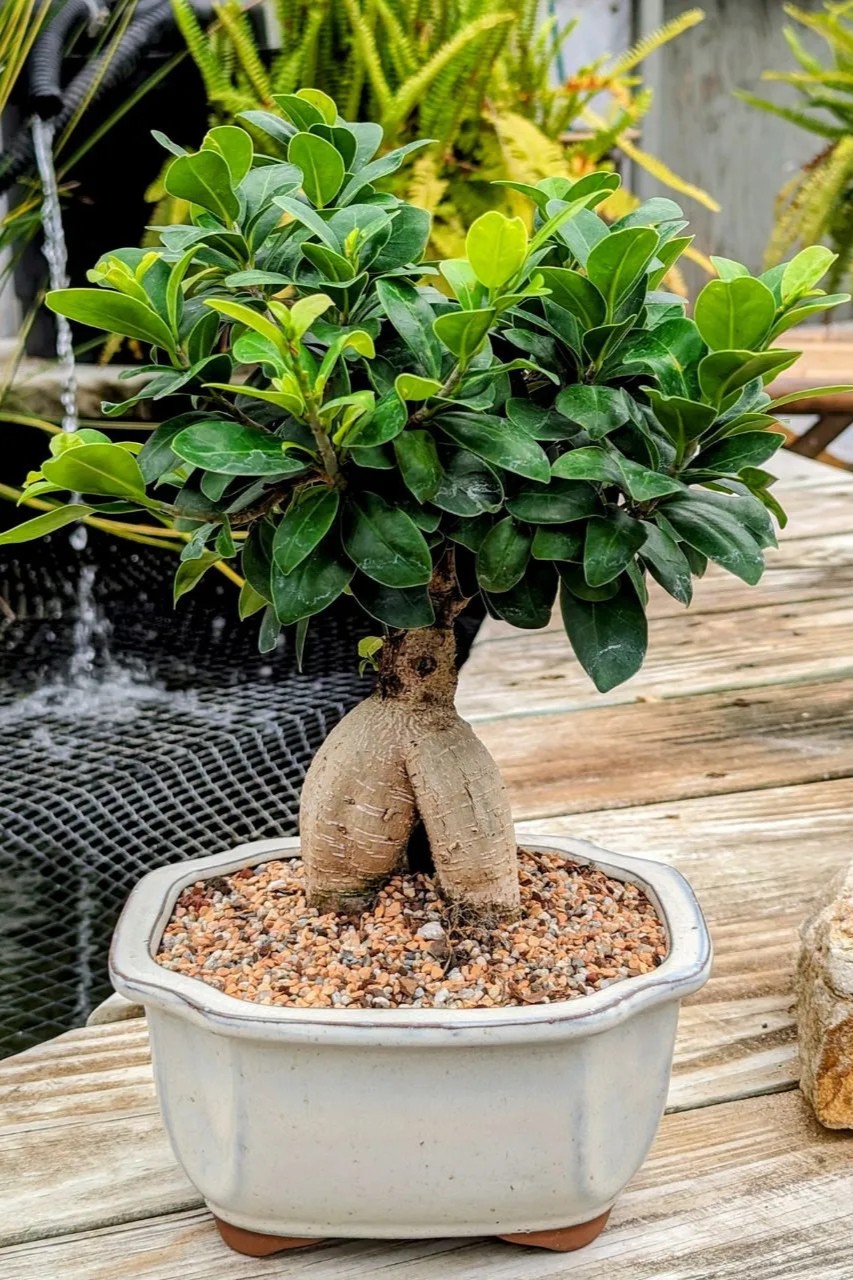 Plant N Craft