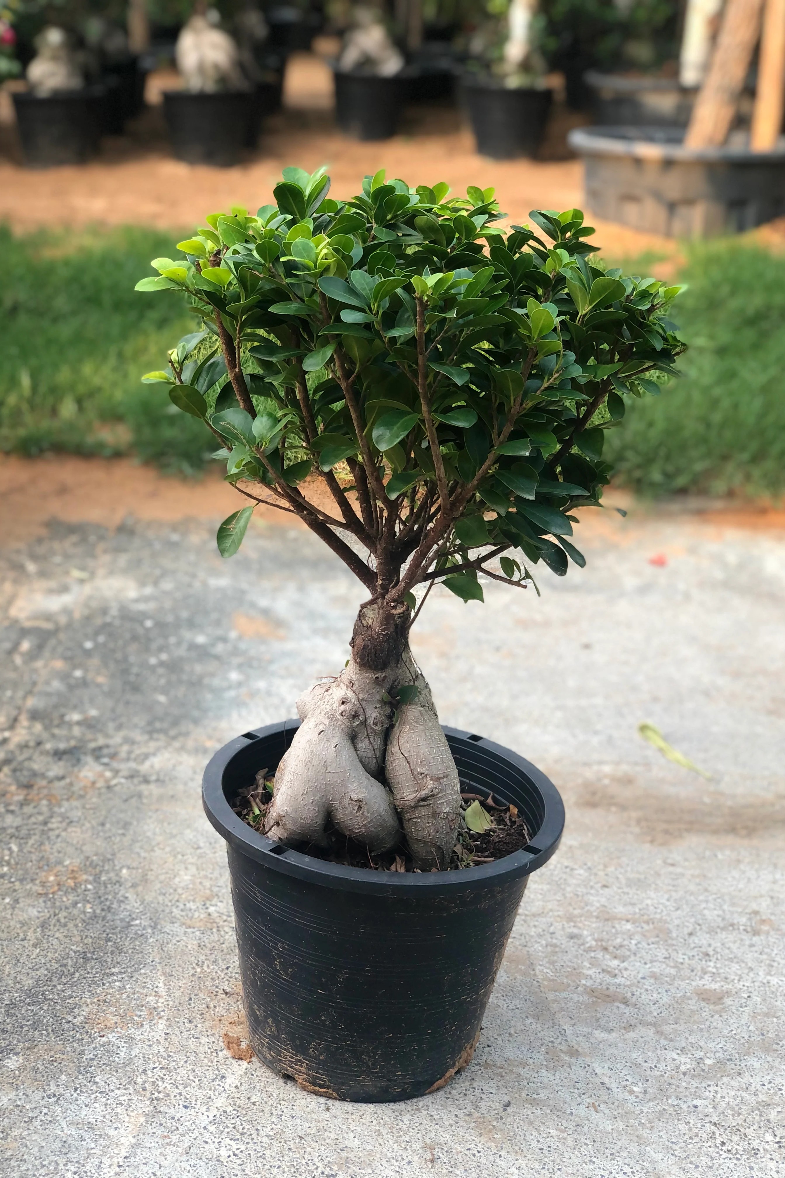 Plant N Craft