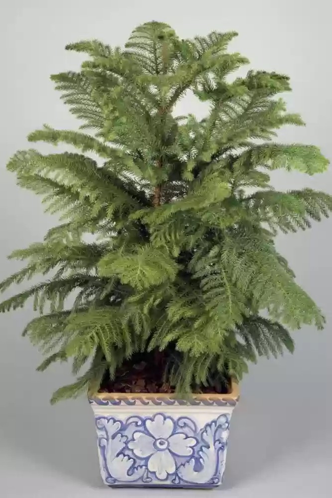Plant N Craft