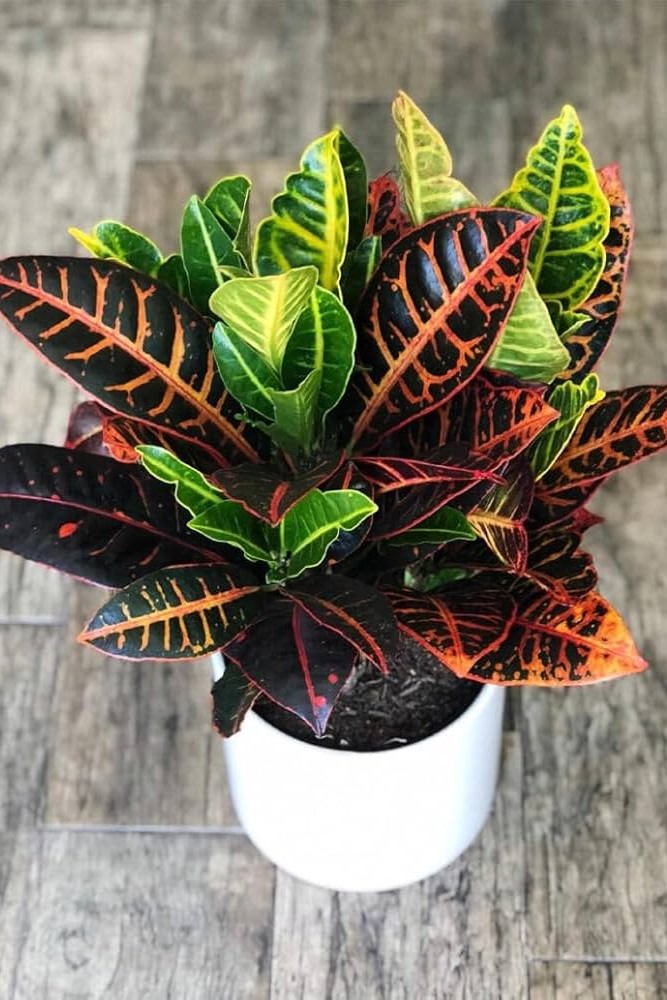 Plant N Craft
