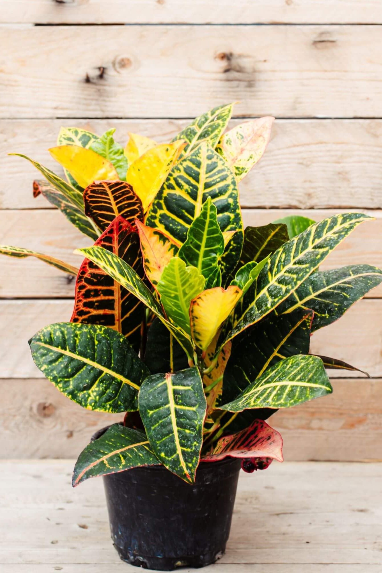 Plant N Craft