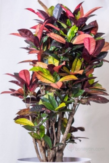 Plant N Craft