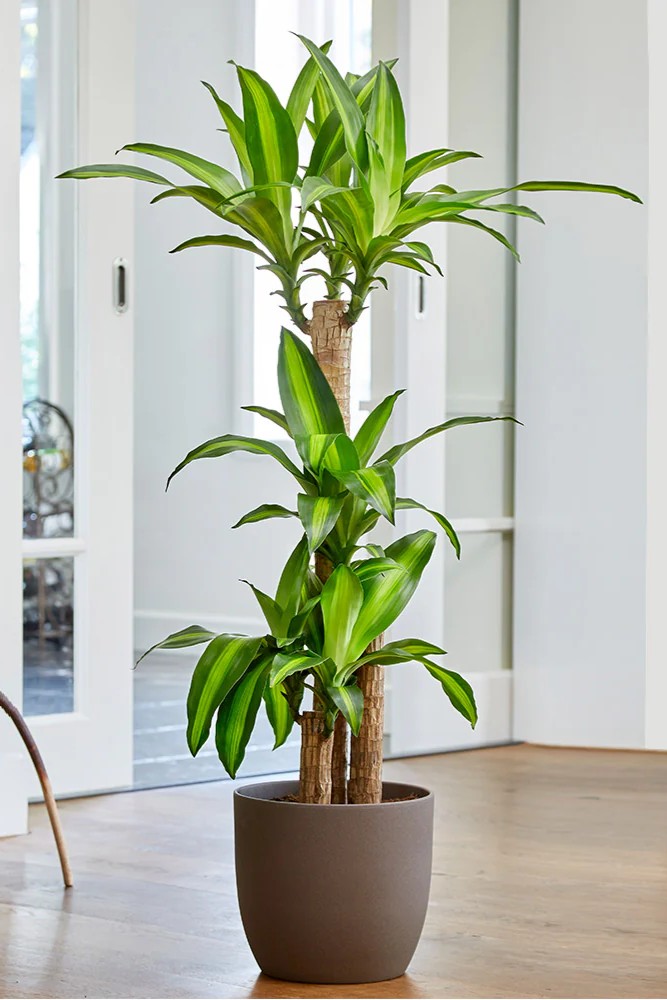 Plant N Craft