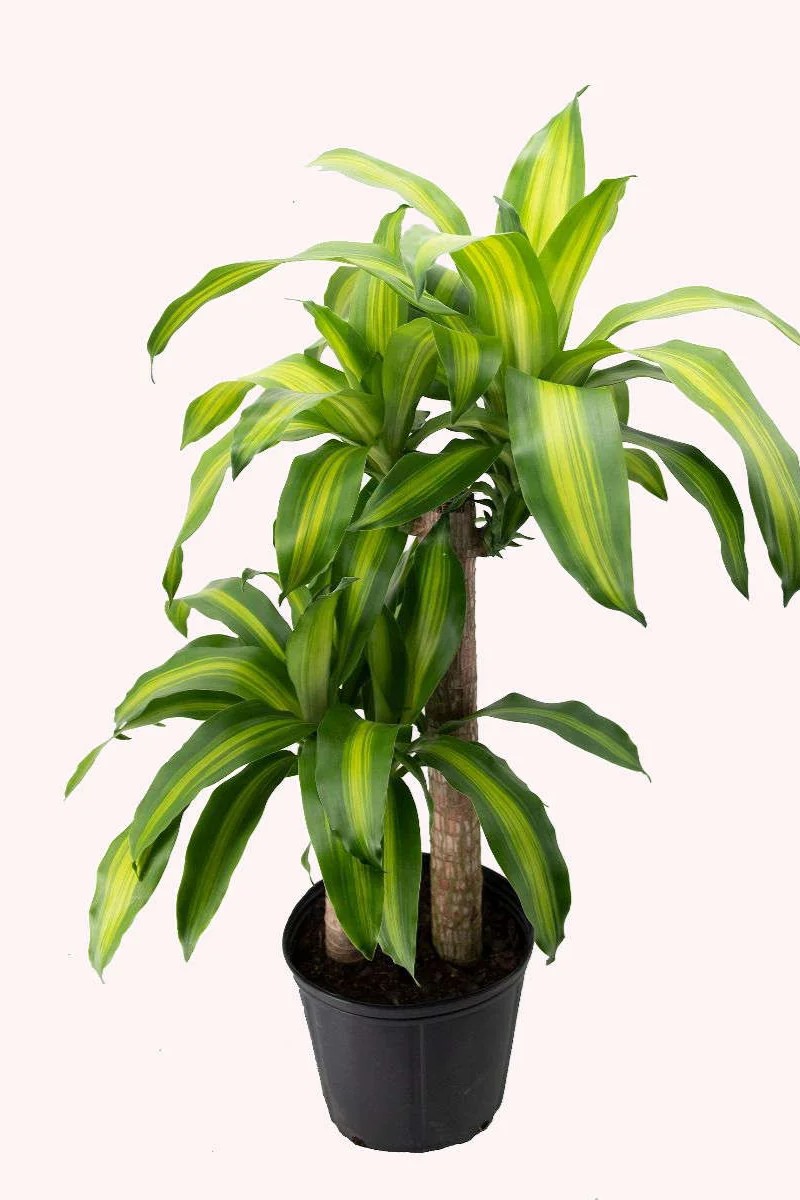 Plant N Craft
