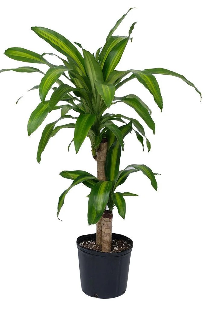 Plant N Craft