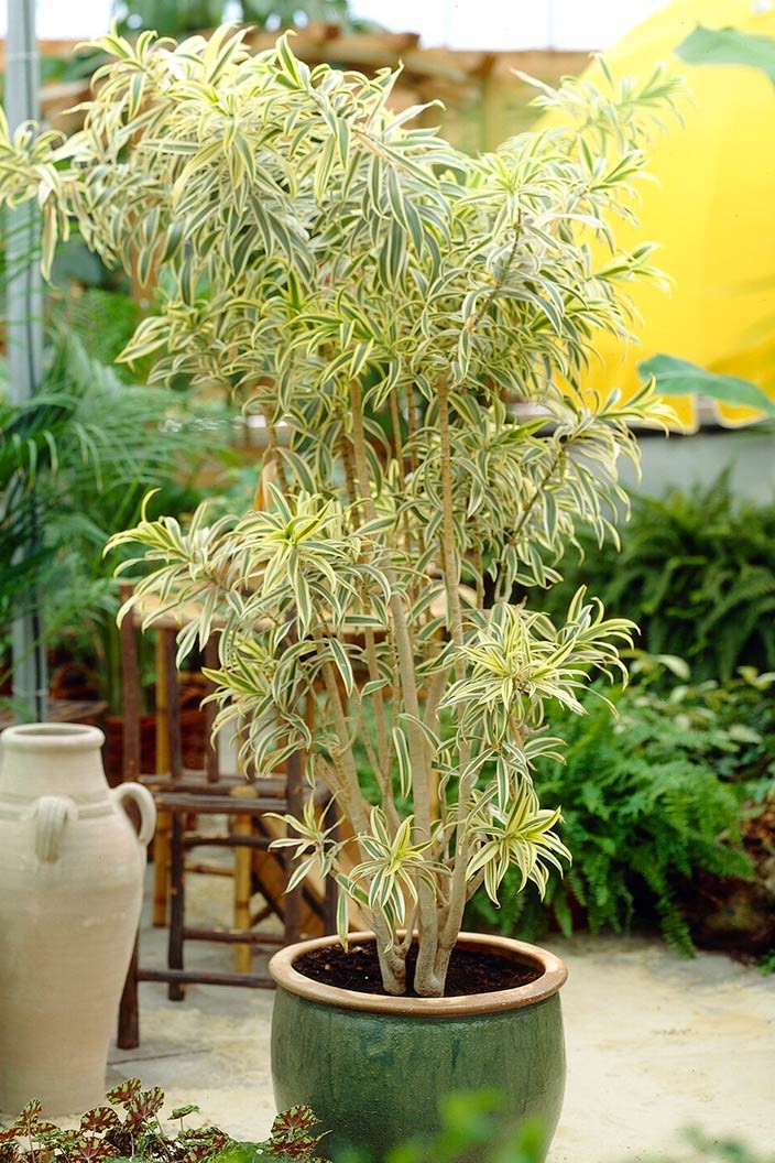 Plant N Craft