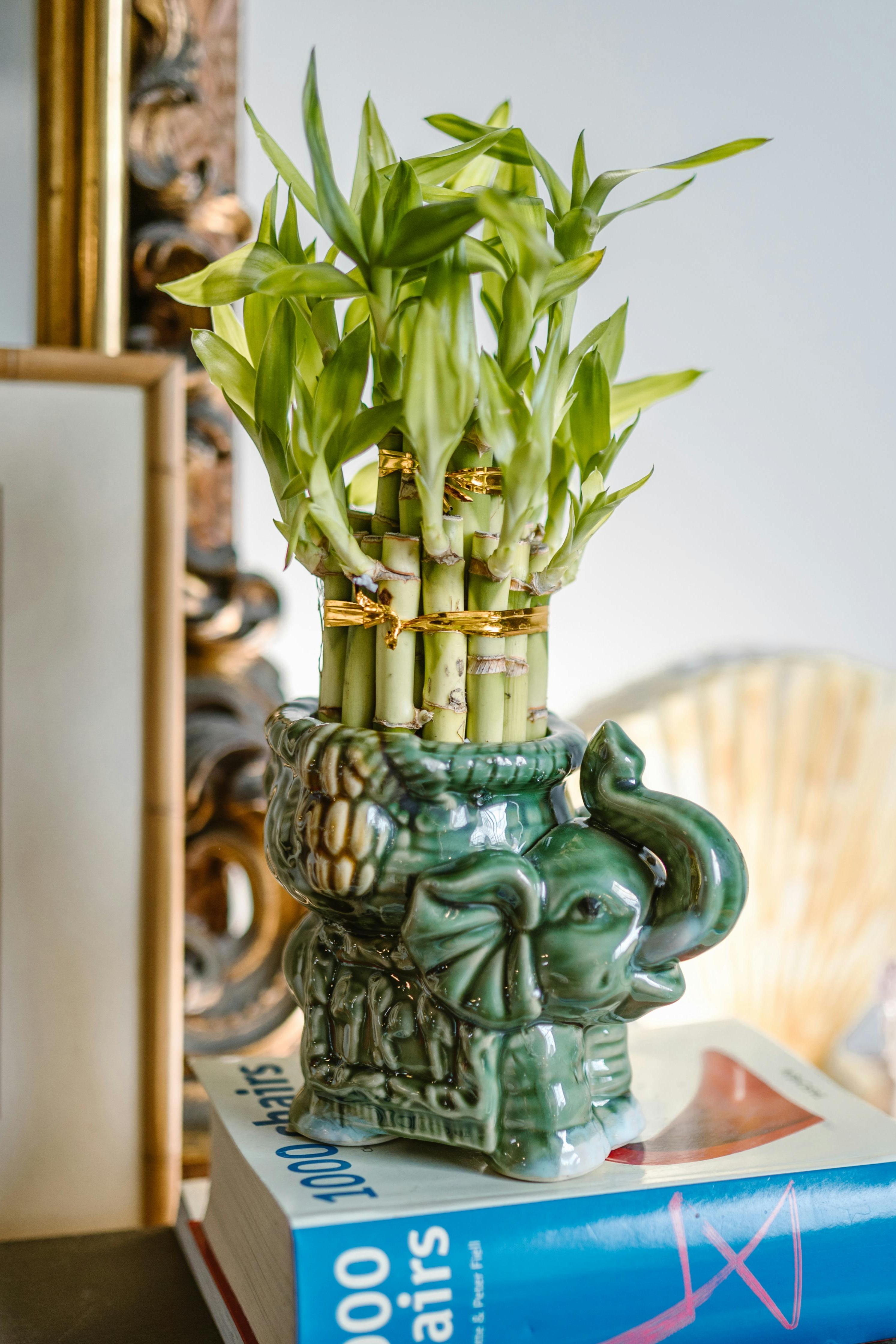 Plant N Craft