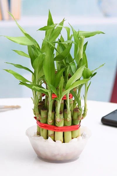 Plant N Craft