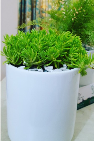 Plant N Craft