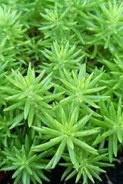 Plant N Craft