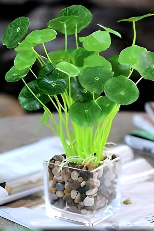 Plant N Craft