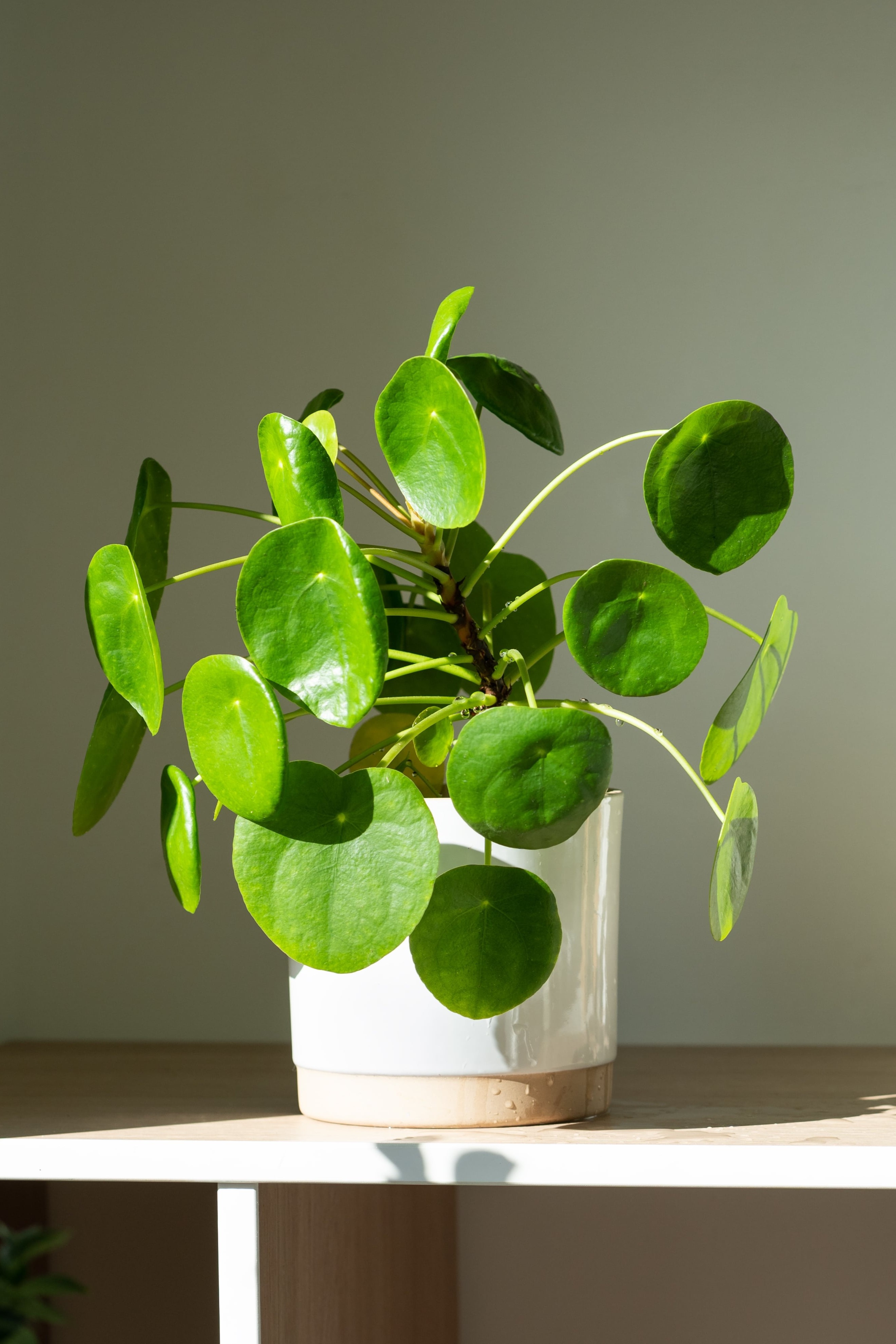 Plant N Craft