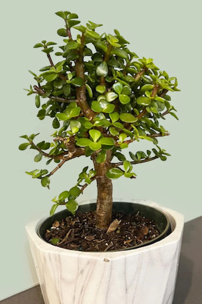 Plant N Craft