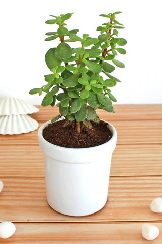 Plant N Craft
