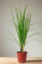 Plant N Craft